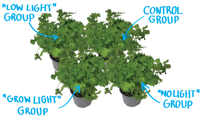 Plants growing under different lighting conditions